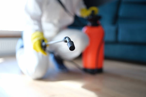 Best Black Mold Removal  in Martinsburg, WV